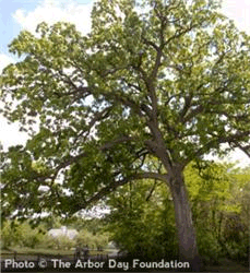 A bur oak in a field