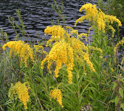 Goldenrod at the water's edge