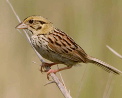 A Henslow Sparrow perched on a reed